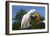 Salmon-Crested Cockatoo (L) and Blue and Gold Macaw (R), Captive, Mutual Grooming-Lynn M^ Stone-Framed Photographic Print