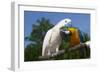 Salmon-Crested Cockatoo (L) and Blue and Gold Macaw (R), Captive, Mutual Grooming-Lynn M^ Stone-Framed Photographic Print