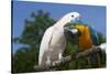 Salmon-Crested Cockatoo (L) and Blue and Gold Macaw (R), Captive, Mutual Grooming-Lynn M^ Stone-Stretched Canvas