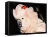 Salmon Crested Cockatoo (Moluccan Cockatoo)-Lynn M. Stone-Framed Stretched Canvas