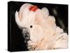 Salmon Crested Cockatoo (Moluccan Cockatoo)-Lynn M. Stone-Stretched Canvas