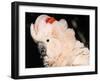 Salmon Crested Cockatoo (Moluccan Cockatoo)-Lynn M. Stone-Framed Photographic Print