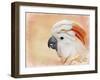 Salmon Crested Cockatoo Portrait 1-Jai Johnson-Framed Giclee Print