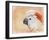 Salmon Crested Cockatoo Portrait 1-Jai Johnson-Framed Giclee Print