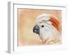 Salmon Crested Cockatoo Portrait 1-Jai Johnson-Framed Giclee Print