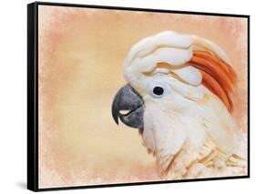 Salmon Crested Cockatoo Portrait 1-Jai Johnson-Framed Stretched Canvas