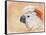 Salmon Crested Cockatoo Portrait 1-Jai Johnson-Framed Stretched Canvas