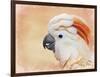 Salmon Crested Cockatoo Portrait 1-Jai Johnson-Framed Giclee Print