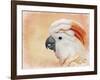 Salmon Crested Cockatoo Portrait 1-Jai Johnson-Framed Giclee Print