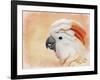 Salmon Crested Cockatoo Portrait 1-Jai Johnson-Framed Giclee Print