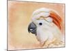 Salmon Crested Cockatoo Portrait 1-Jai Johnson-Mounted Giclee Print