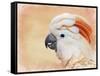 Salmon Crested Cockatoo Portrait 1-Jai Johnson-Framed Stretched Canvas