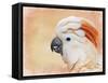 Salmon Crested Cockatoo Portrait 1-Jai Johnson-Framed Stretched Canvas