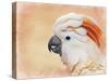 Salmon Crested Cockatoo Portrait 1-Jai Johnson-Stretched Canvas