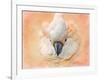 Salmon Crested Cockatoo Portrait 2-Jai Johnson-Framed Giclee Print