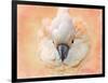 Salmon Crested Cockatoo Portrait 2-Jai Johnson-Framed Giclee Print