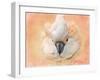 Salmon Crested Cockatoo Portrait 2-Jai Johnson-Framed Giclee Print