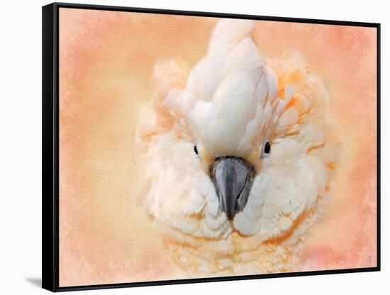 Salmon Crested Cockatoo Portrait 2-Jai Johnson-Framed Stretched Canvas