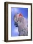 Salmon-Crested Cockatoo-DLILLC-Framed Photographic Print