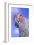 Salmon-Crested Cockatoo-DLILLC-Framed Photographic Print