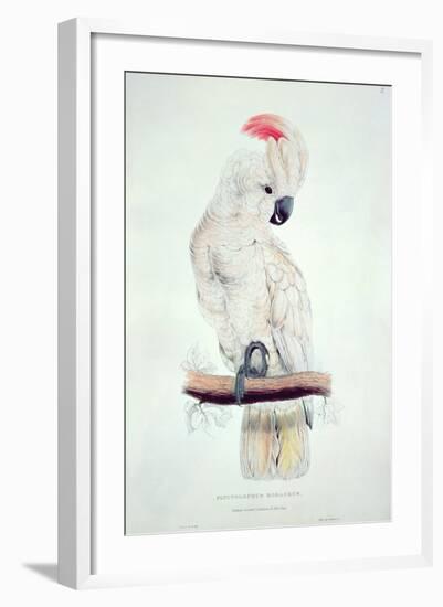Salmon-Crested Cockatoo-Edward Lear-Framed Giclee Print