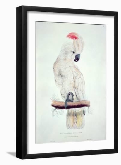 Salmon-Crested Cockatoo-Edward Lear-Framed Premium Giclee Print