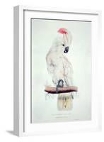 Salmon-Crested Cockatoo-Edward Lear-Framed Premium Giclee Print