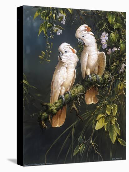 Salmon Crested Cockatoos-Michael Jackson-Stretched Canvas
