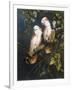 Salmon Crested Cockatoos-Michael Jackson-Framed Giclee Print