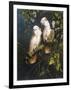 Salmon Crested Cockatoos-Michael Jackson-Framed Giclee Print