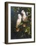 Salmon Crested Cockatoos-Michael Jackson-Framed Giclee Print