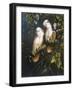 Salmon Crested Cockatoos-Michael Jackson-Framed Premium Giclee Print