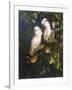 Salmon Crested Cockatoos-Michael Jackson-Framed Giclee Print