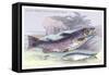 Salmon Feroxvar and Salmon Trout-Robert Hamilton-Framed Stretched Canvas