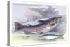 Salmon Feroxvar and Salmon Trout-Robert Hamilton-Stretched Canvas