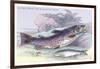 Salmon Feroxvar and Salmon Trout-Robert Hamilton-Framed Art Print