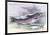 Salmon Feroxvar and Salmon Trout-Robert Hamilton-Framed Art Print