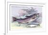 Salmon Feroxvar and Salmon Trout-Robert Hamilton-Framed Art Print