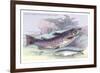 Salmon Feroxvar and Salmon Trout-Robert Hamilton-Framed Art Print