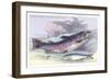 Salmon Feroxvar and Salmon Trout-Robert Hamilton-Framed Art Print