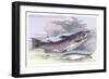 Salmon Feroxvar and Salmon Trout-Robert Hamilton-Framed Art Print