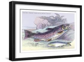 Salmon Feroxvar and Salmon Trout-Robert Hamilton-Framed Art Print