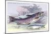 Salmon Feroxvar and Salmon Trout-Robert Hamilton-Mounted Art Print