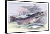 Salmon Feroxvar and Salmon Trout-Robert Hamilton-Framed Stretched Canvas