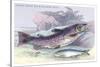 Salmon Feroxvar and Salmon Trout-Robert Hamilton-Stretched Canvas