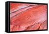 Salmon Fillets for Sale in Fish Market-Jon Hicks-Framed Stretched Canvas