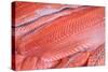 Salmon Fillets for Sale in Fish Market-Jon Hicks-Stretched Canvas