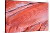 Salmon Fillets for Sale in Fish Market-Jon Hicks-Stretched Canvas