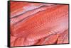 Salmon Fillets for Sale in Fish Market-Jon Hicks-Framed Stretched Canvas