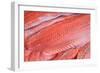 Salmon Fillets for Sale in Fish Market-Jon Hicks-Framed Photographic Print